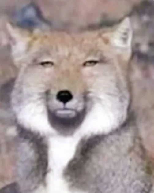 44ちゃいの　ねこみみのサムネイル