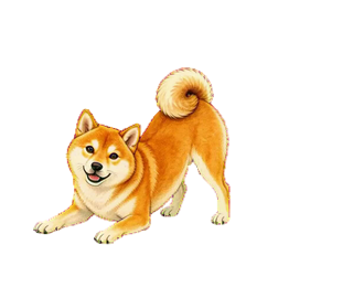 前足を伸ばして遊びに誘う柴犬